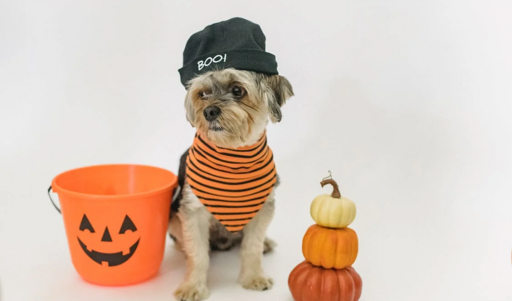 You are currently viewing 80+ Halloween Dog Names That Are Both Exciting And Spooky