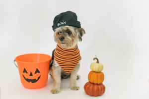 Read more about the article 230 Halloween Dog Names That Are Both Exciting And Spooky